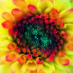 Abstract macro photograph of a colorful flower center with vivid yellow, pink, and green tones.