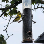 American goldfinch perched on a backyard bird feeder with trees in the background.