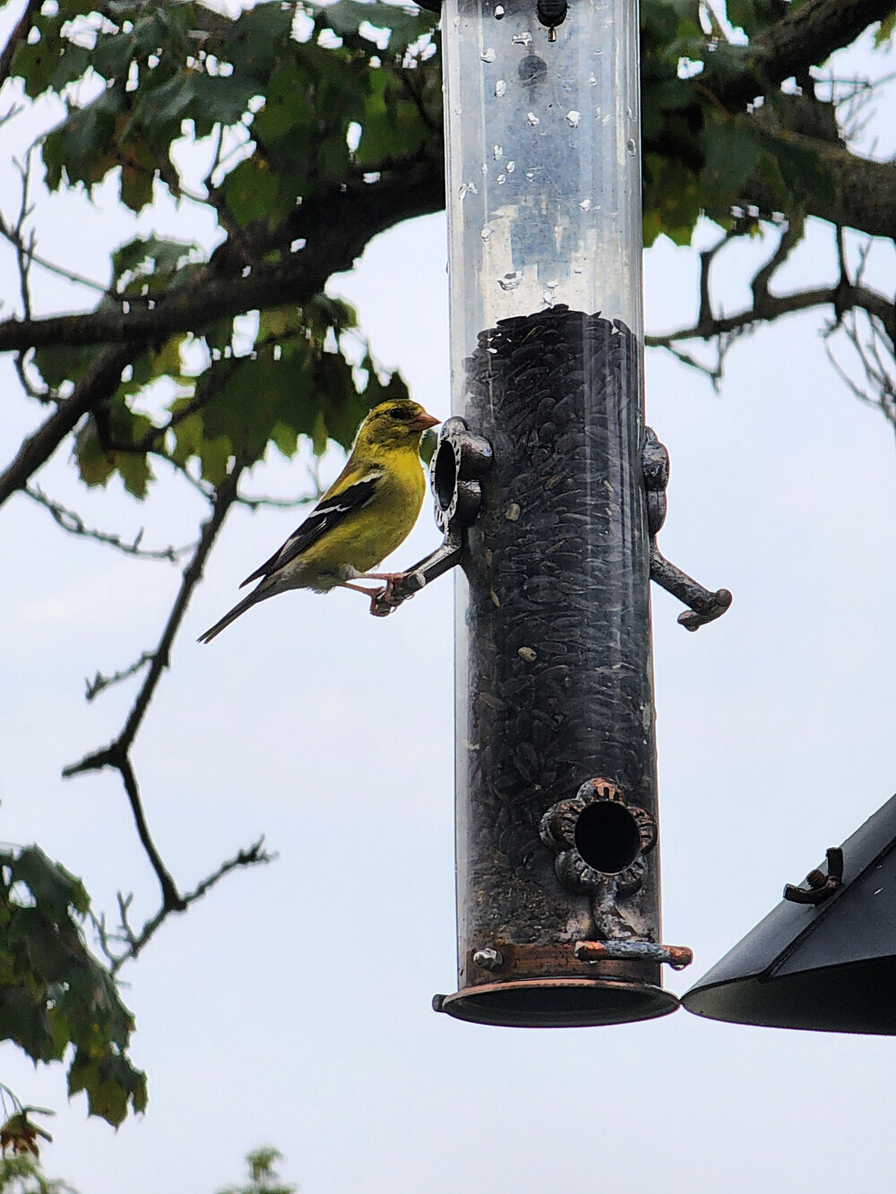 American goldfinch perched on a backyard bird feeder with trees in the background.