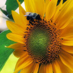 Close-up of a bee resting on a bright yellow sunflower collecting pollen