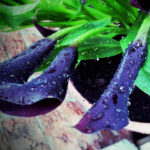 Black calla lily flowers covered with rain droplets in a garden pot.
