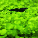 Dark freshwater shrimp resting on bright green aquarium moss in a planted tank.