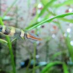 Small striped aquarium fish with a bright blue eye swimming between green aquatic plants.