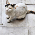 Calico cat sitting on a tiled floor looking up toward the camera.