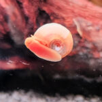 Close-up of a translucent aquarium snail attached to driftwood inside a fish tank.