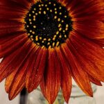 Close-up of a deep red sunflower with a dark textured center and rich layered petals.