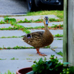 Female mallard duck walking across a paved sidewalk in an urban area.