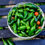 Fresh green jalapeño peppers collected in a colander placed on a bench.