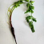 Freshly harvested purple carrot with long root and green leaves on a white background.