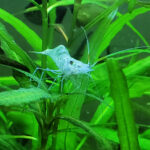 Transparent ghost shrimp resting on green aquatic plants inside a freshwater aquarium.