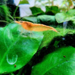 Golden freshwater shrimp resting on a green leaf with water droplets inside a planted aquarium.