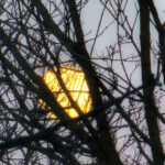 Golden full moon softly glowing behind a network of bare tree branches against a pale evening sky