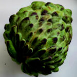 Close-up of a green custard apple fruit with textured skin.
