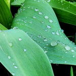 Close-up of green leaves covered with fresh rain droplets.