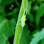 A small insect resting on a green plant stem against a softly blurred natural background.