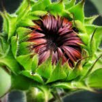 Close-up of a green sunflower bud beginning to open, showing layered textures and structure.