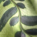 Close-up of a green leaf with bold shadow patterns created by natural light.