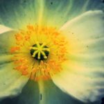 Macro photograph of a white flower showing the yellow pollen center.