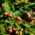 Macro photograph of green pine needles with small reddish pine cones on an evergreen branch.