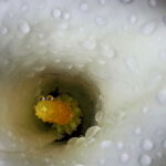 Close-up view inside a white calla lily showing pollen and water droplets.