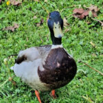 Mallard duck facing the camera while standing on grass.