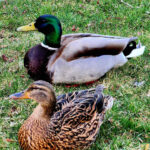 Male and female mallard ducks resting on grass in a park.