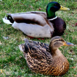 A male and female mallard duck resting on grass, showing contrasting feathers and natural wildlife behavior