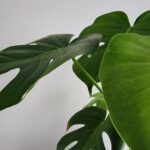 Monstera plant leaves arranged against a clean white background with soft natural light.