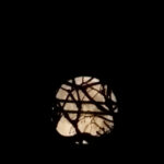 The moon partially visible through dark silhouetted branches against a black sky.