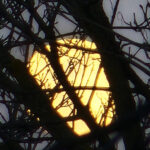 Bright golden moon partially obscured by dense overlapping tree branches creating an abstract layered effect