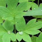 Fresh green garden leaves with round water droplets resting on their surface.