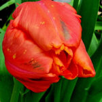 Close-up of an orange parrot tulip flower blooming among green leaves.