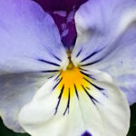 Close-up of a pansy flower showing purple, white, and yellow details.