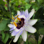 Close-up of a passion flower with detailed petals and vibrant center.