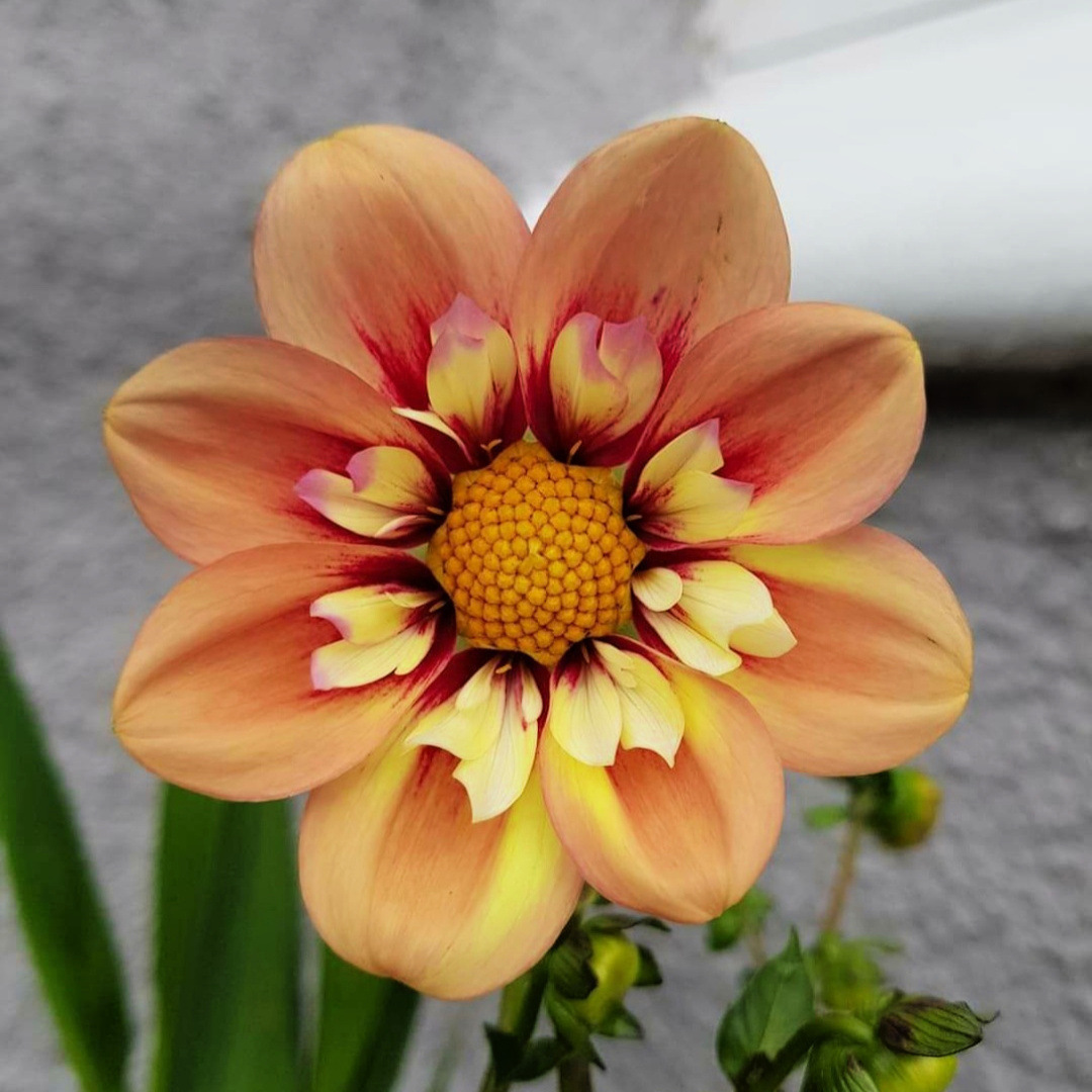 Close-up of a peach dahlia flower with a yellow center and red accents showing detailed petals.