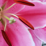 Close-up of a pink tiger lily flower showing red stamens and detailed petals.