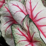 Close-up of pink and white caladium leaves with intricate vein patterns.