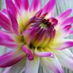 Close-up of a pink and white dahlia flower with yellow centre petals.
