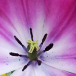 Macro close-up of a purple and white flower showing the central structure and pollen details.