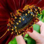 Close-up of the underside of a red sunflower showing seeds and structure, gently held by a hand.