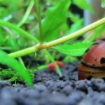 Spotted freshwater aquarium snail resting on dark gravel among green aquatic plants.