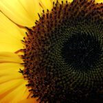 Close-up of a sunflower showing detailed seed patterns and petals.