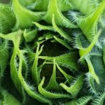 Close-up of a dense green plant showing fine textures and layered leaf details.