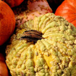 Close-up of a large textured heirloom pumpkin with a rough bumpy surface.