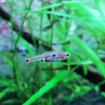 Small freshwater fish swimming among tall green plants inside a planted aquarium.