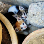 Two small kittens peeking out from between clay garden pots outdoors.