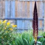 A tall flowering spike standing upright in a garden with a softly blurred fence and flowers in the background.