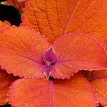 Close-up of vibrant orange coleus leaves showing detailed vein patterns.