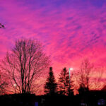 Bright pink sunrise sky behind silhouetted trees and rooftops.