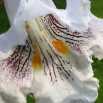 Close-up of a white iris flower with yellow and burgundy markings.